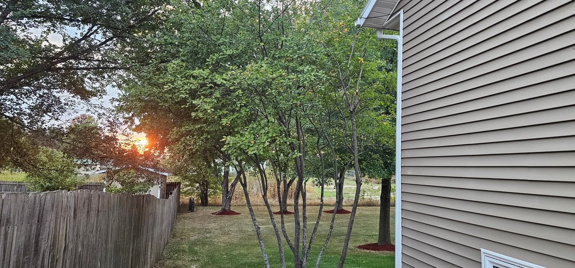 After: trees trimmed back from the siding with fresh mulch rings