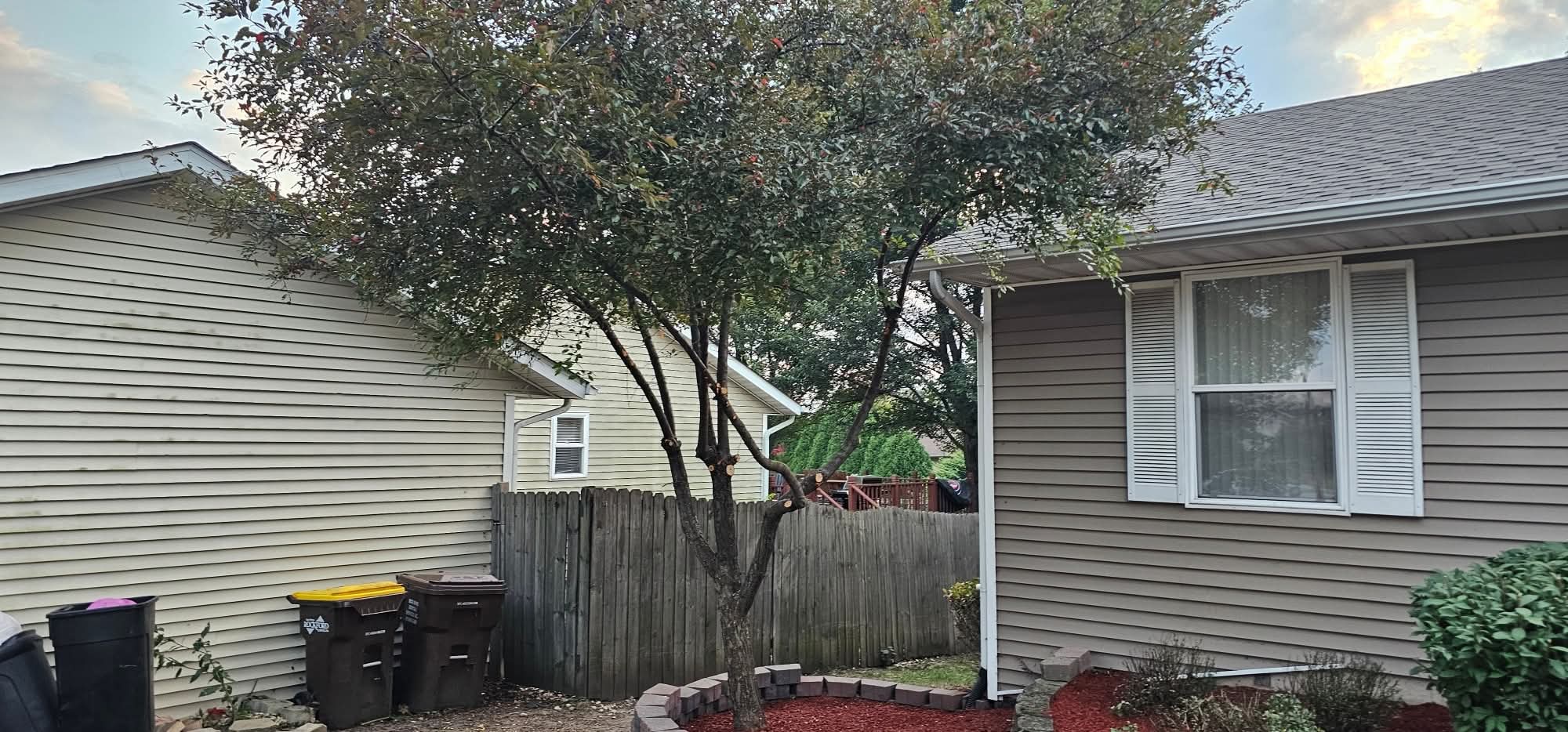 After: the tree trimmed and shaped, window clear