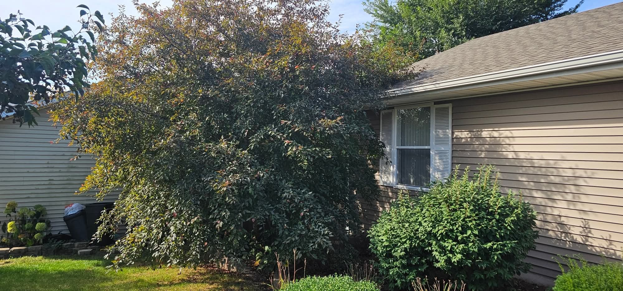 Before: overgrown tree swallowing the window