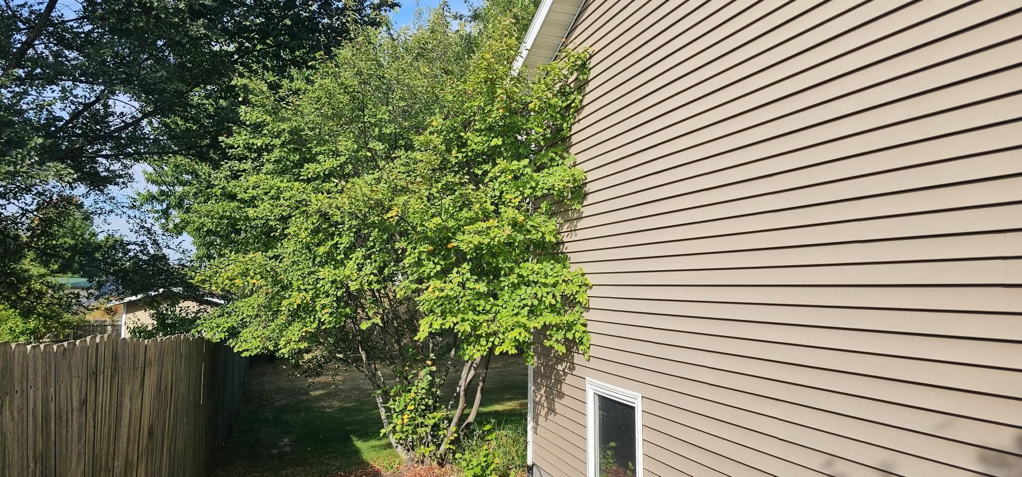 Before: overgrown trees pressed against the siding