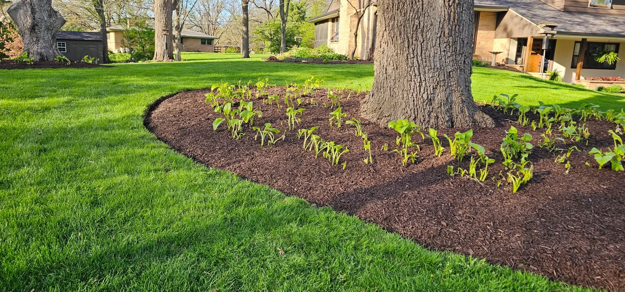 Curved mulch bed with sharp edging around a tree