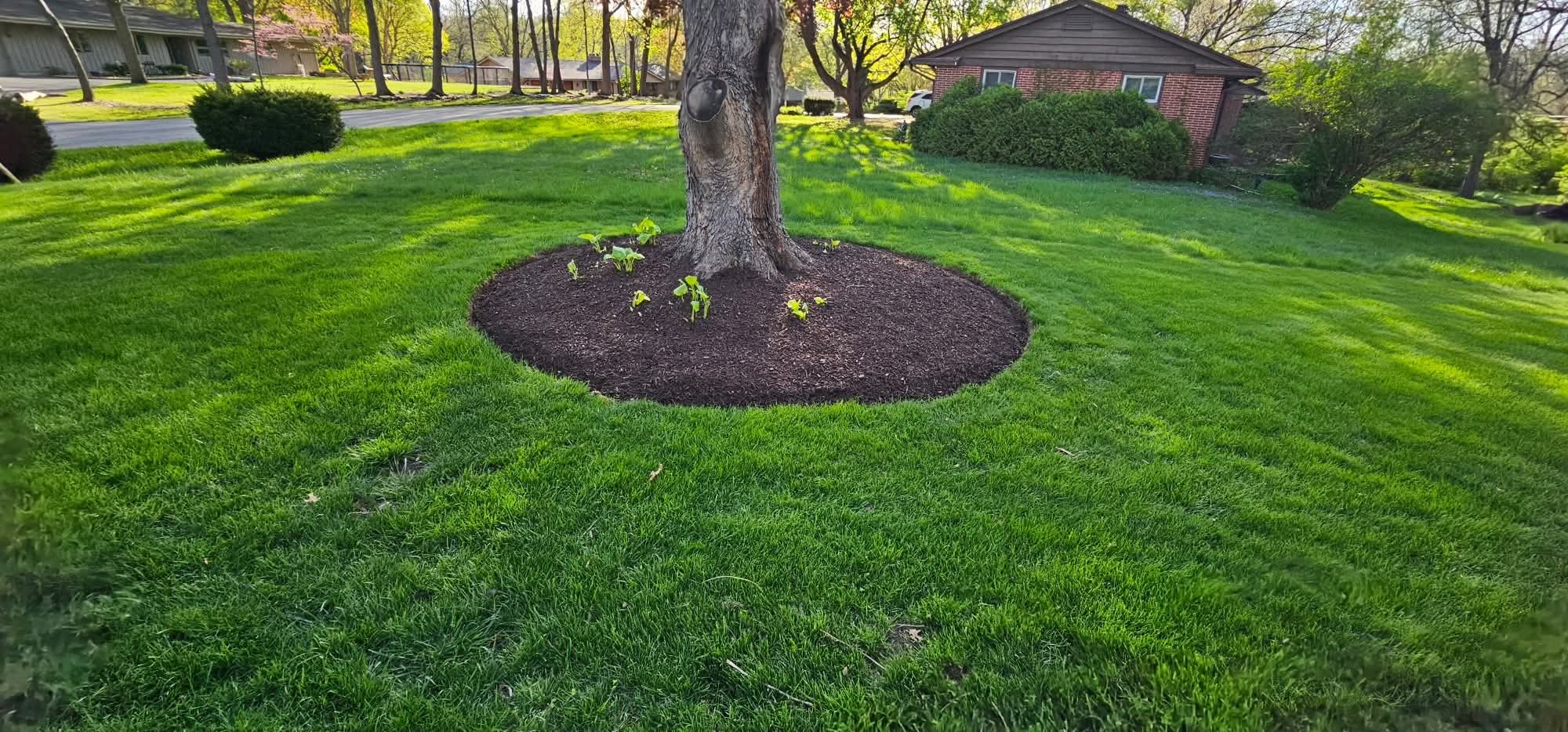 Fresh mulch ring around a tree on a green lawn